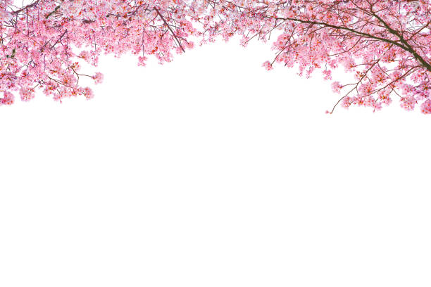 istock Beautiful sakura blooming on the white background. 2164602959