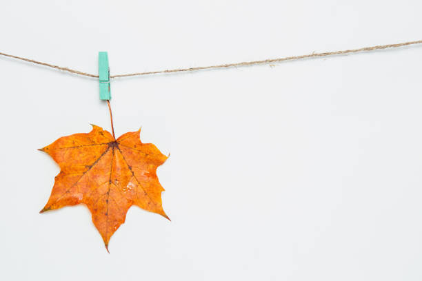 One maple leaf hanging on clothespins. Fresh orange maple leaf on white background on the string. Autumn composition, copyspace, flat lay, mockup
