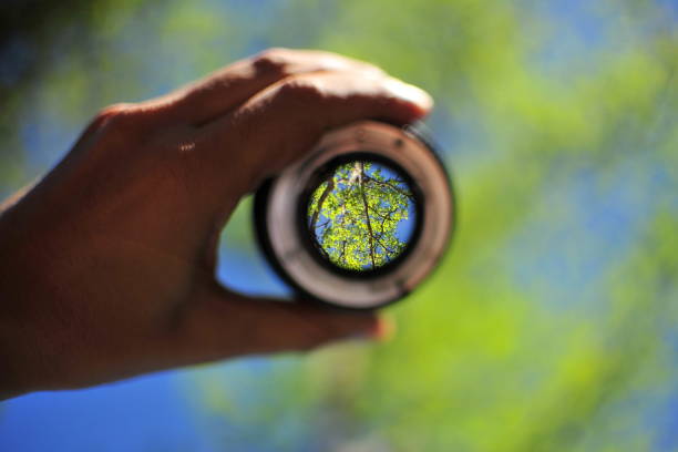 vista de ángulo bajo de las ramas de los árboles vista a través de una lente sostenida con la mano - transparencia fotografías e imágenes de stock