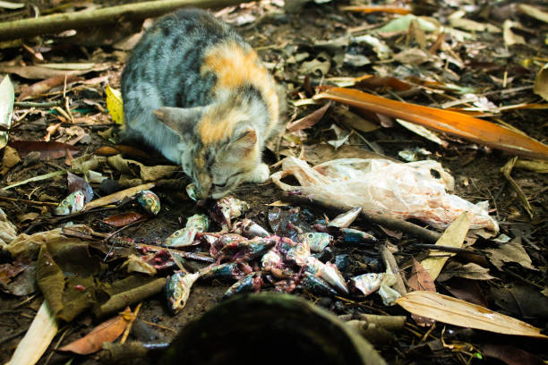Stray cat consumes fish remains on the ground surrounded by plastic waste, illustrating environmental issues