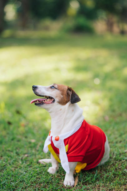 istock Playful Jack Russell Terrier playing in the Park 2164614040