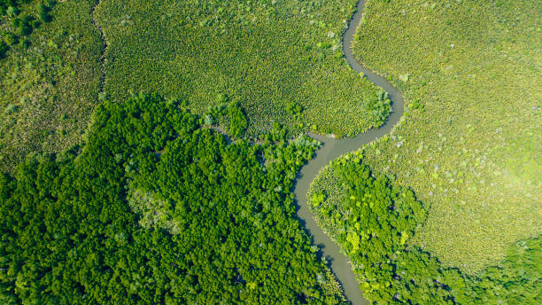 istock Mangroves in Borneo, Malaysia. 2164614972