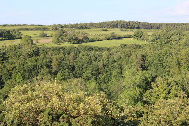 istock View over a woodland canopy in summer 2164618260