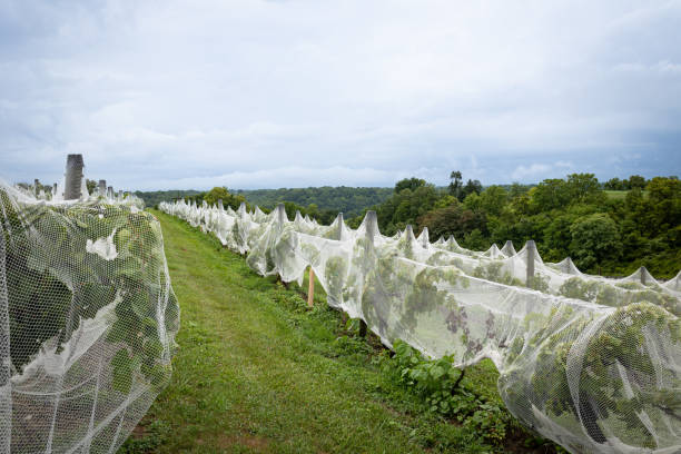 Grapes in a vineyard covered with white fabric mesh to protect the fruit from pests and birds.