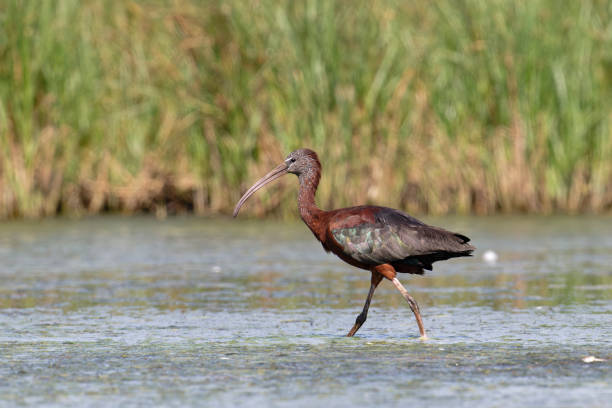 Glossy ibis in swamp