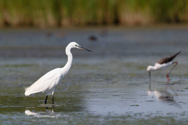 istock Little egret in the marsh 2164619968