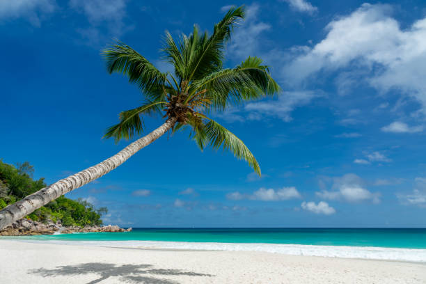 istock Leaning palm tree at Anse Georgette scenic beach in Praslin island, Seychelles 2164620095