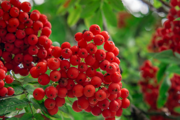 istock red rowan berry, rowan berries on the tree 2164621275