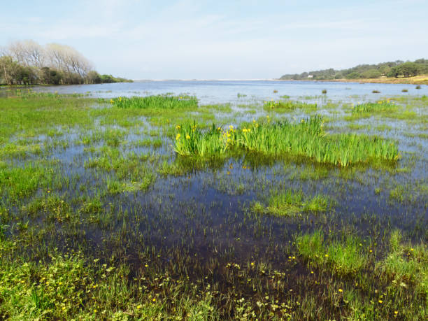 Photo of the Santo André Lagoon in the Alentejo district, South of Portugal.