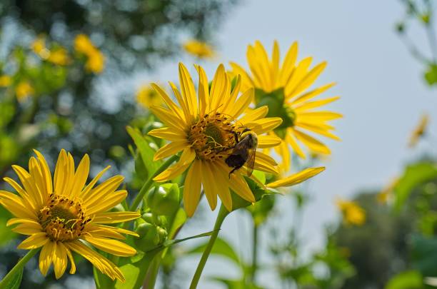 istock Bee on Bright Yellow Sunflower 2164622633