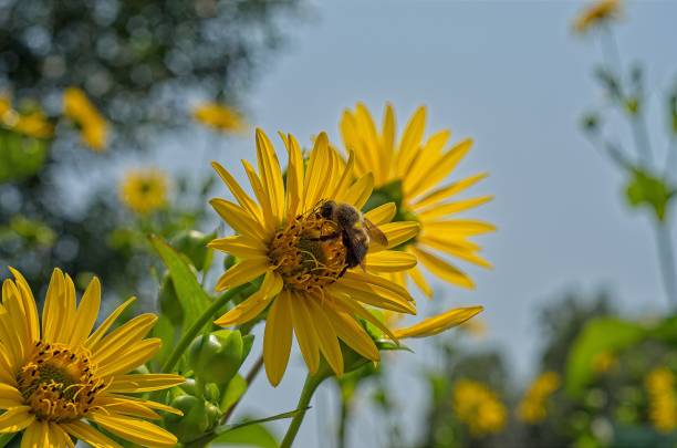istock Bee Pollinating Yellow Flowers in Nature 2164622661