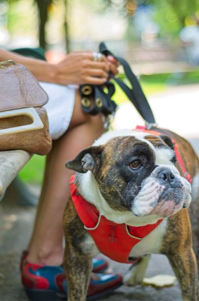 istock Dog in Red Harness at the Park 2164622674