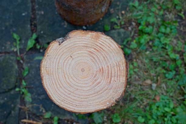 A close-up view of a tree stump showing its growth rings, with a textured surface and natural wood color. The background features green grass and stones.