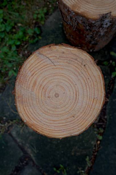 istock Close-up of Tree Stump with Growth Rings 2164622743