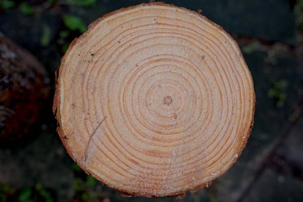istock Close-Up of Tree Stump with Growth Rings 2164622832