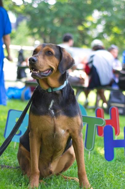 istock Happy Dog in a Park Setting 2164622956