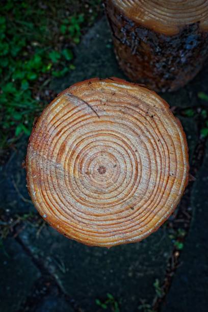 A close-up view of a tree stump showing its growth rings, with a textured surface and natural wood colors. The background features green grass and stones, creating a natural outdoor setting.