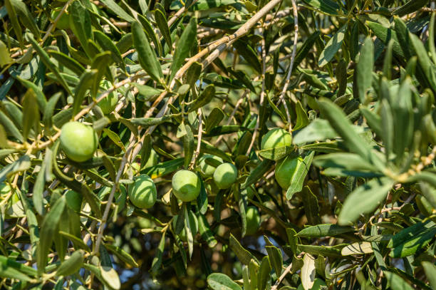 istock Olives ripening on branches in the garden 2164623490