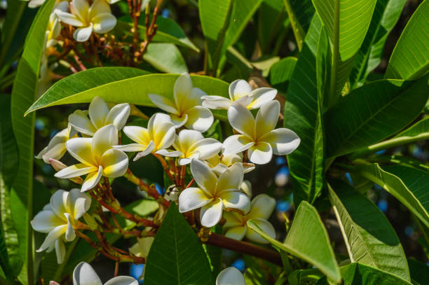 istock White Plumeria Flowers with Yellow Centers 2164623499