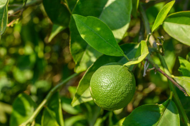 istock Oranges ripen on a branch on a sunny day, mediterranean. 2164623500