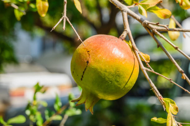 istock unripe green pomegranate fruit on a branch on a natural background 2164623511