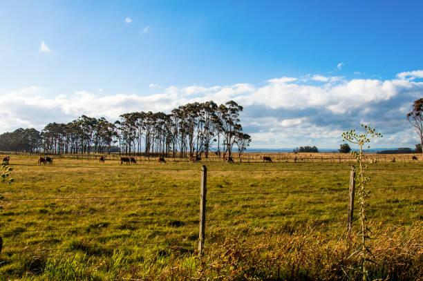 Cattle grazing in a field in the countryside in uruguay