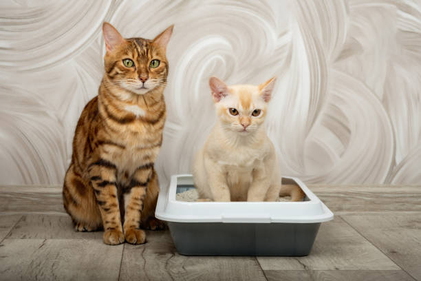 istock Adult cat teaches kitten to use litter box. 2164625255