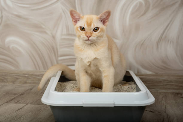 istock Burmese red kitten in a tray on the floor. 2164625343