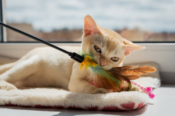 Kitten playing with feather stick - small red burmese kitten chewing cat toy
