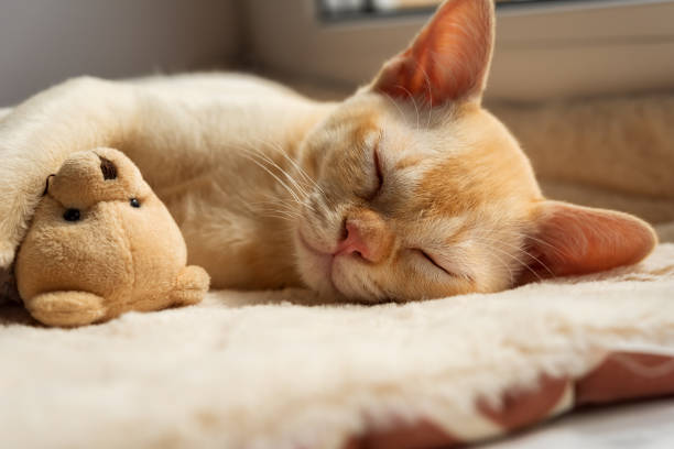 istock Kitten sleeping on a cozy blanket hugging a toy. 2164625798