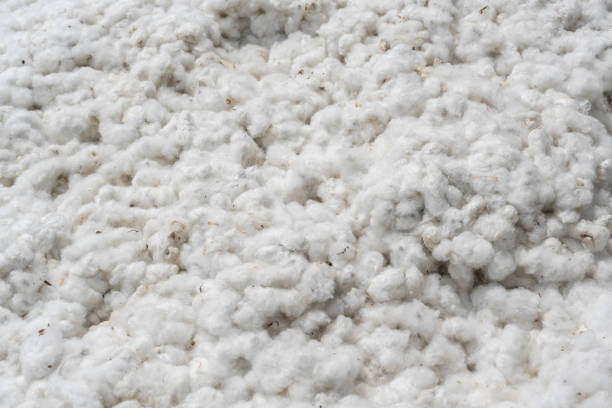 istock Cotton is a plant cultivated for its fibers, which are characterized by their white, fluffy appearance. 2164627607
