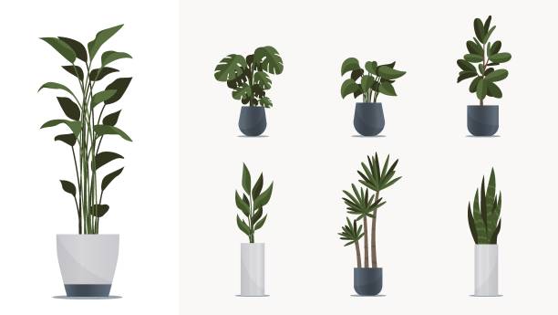 istock Big indoor plants pack. Elements for animation, design interiors, game, advertisign, illustration or web. Collection of green homeplants in pots, flat style 2164627830