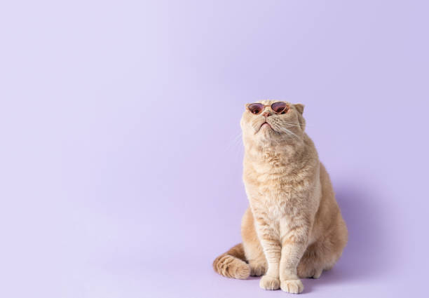 istock Online courses, remote distant education, optics store, pet shop banner concept. Surprised cat wearing sunglasses sitting on a violet background and looking at copy space for text. Trendy banner 2164629337