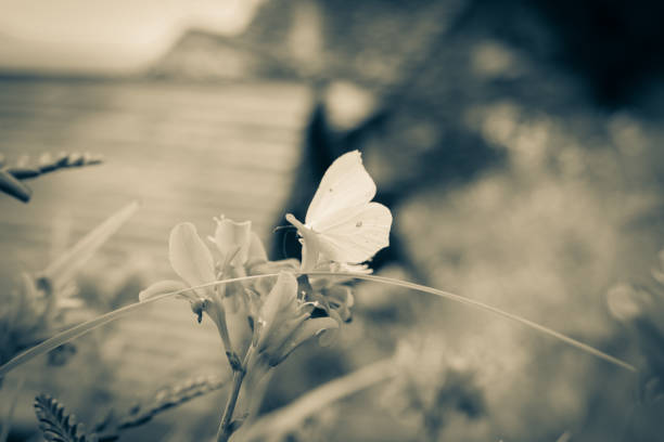 A close-up shot of a butterfly perched on a daisy, enhanced with a white filter in Alpe Pala. The filter adds a dreamy quality to this delicate moment in nature.