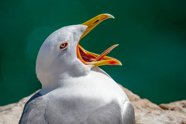 istock seaGull bird in Benidorm, Spain 2164631615