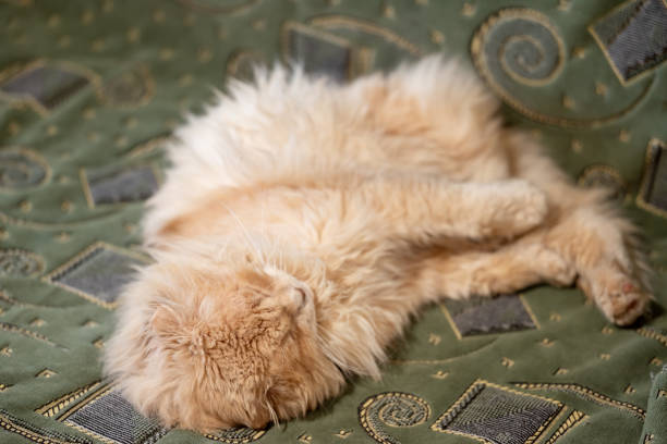 Cat taking rest
