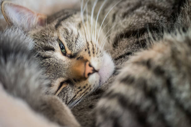 Tabby cat curled up in a cat bed looking at the camera.