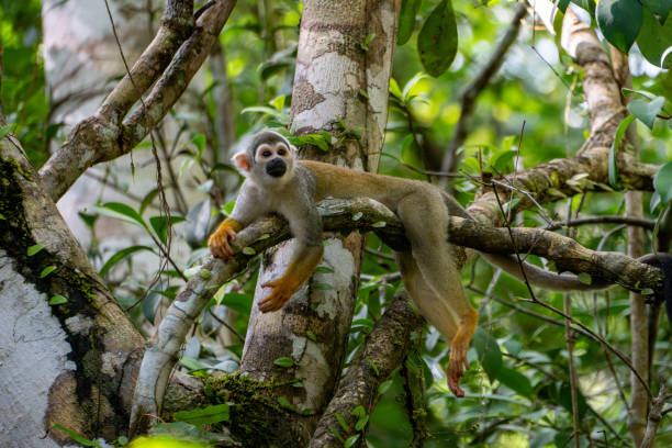 istock Squirrel monkey lies on a branch in Ecuador 2164634188