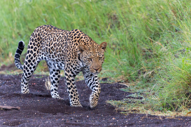 istock Leopard hunting in Mashatu Game Reserve 2164634862