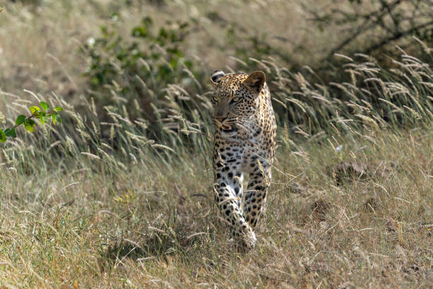 Leopard (Panthera Pardus) hunting. This leopard was hunting in Mashatu Game Reserve in the Tuli Block in Botswana