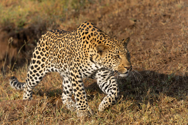 istock Leopard hunting in Mashatu Game Reserve 2164635155