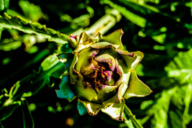 A small green flower with brown spots on it. The flower is the main focus of the image