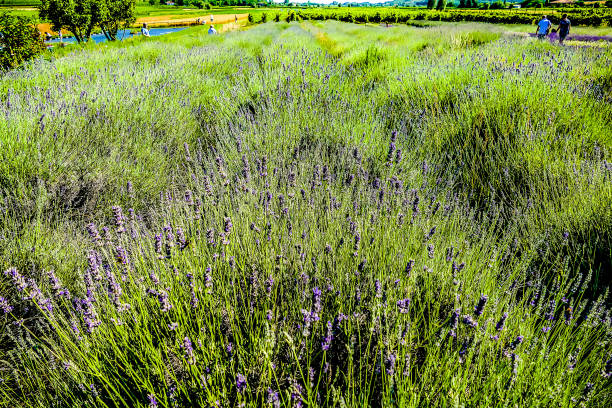 istock A field of lavender with people walking through it 2164635759