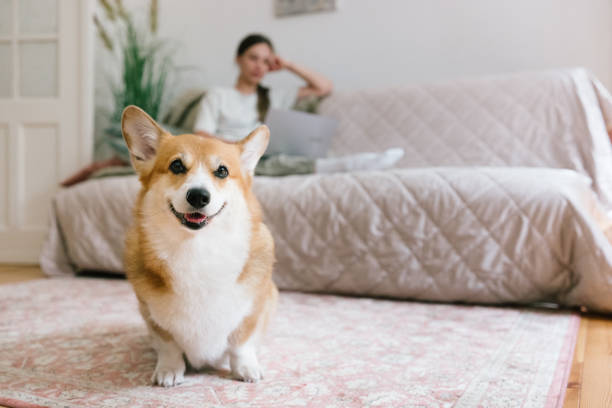 istock Dog sits in front and waits while young woman works on laptop on sofa 2164635892