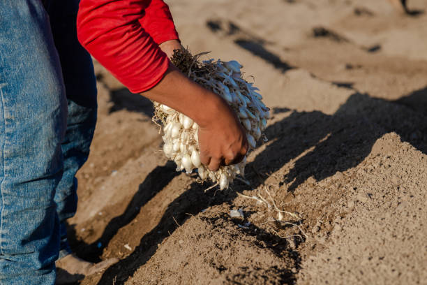 istock Onion plantation by a farmer 2164635899