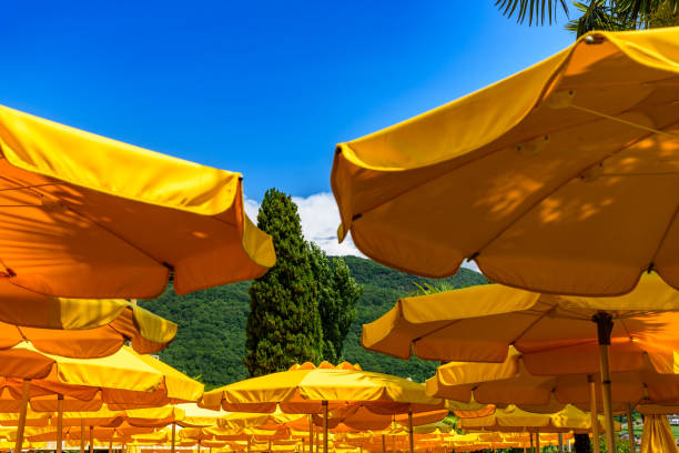 countless bright yellow parasols on a terrace