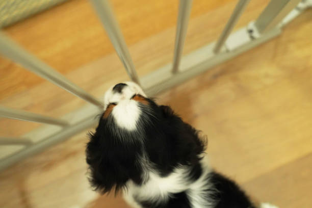 Cocker Spaniel Puppy isolated on white
