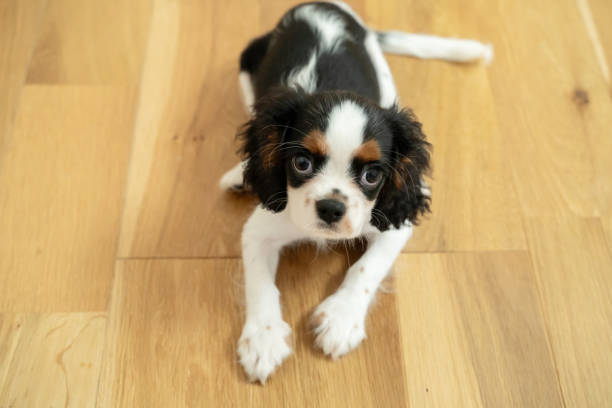 istock Cavalier King Charles Spaniel Dog Puppy tri color 2164637217