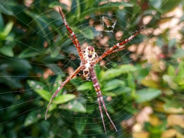 istock Argiope argentata on the nest 2164637350