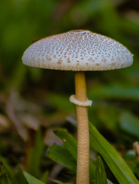 istock poisonous mushrooms 2164638154